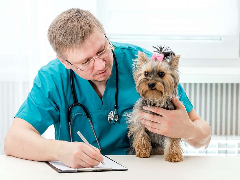 Pes, veterinář