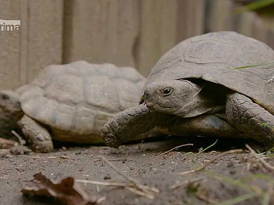 Je nejvyšší čas na zazimování želv (Zdroj: Prima DOMA)