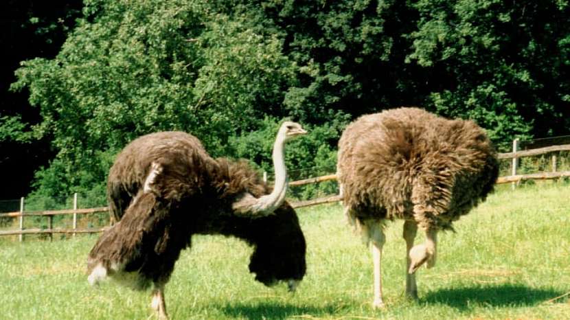 Pštros dvouprstý, emu hnědý a nandu pampový: Faremní chov běžců 4