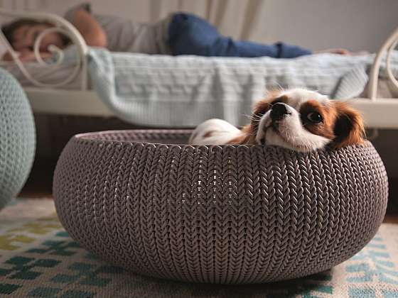 Vybavení pro psa, které vám i vašemu psímu parťákovi zpříjemní život (Zdroj: Hornbach)