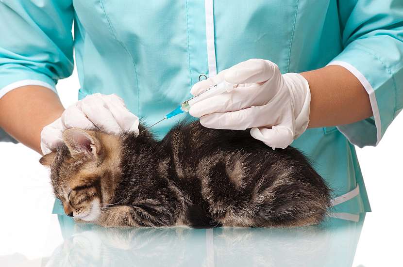 Očkování pro kočky není povinné, avšak je velmi vhodné