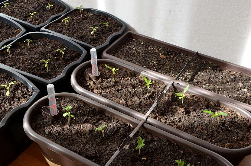 Sazeničky paprik nepřelévejte, zajistíte si tak kvalitní rostliny