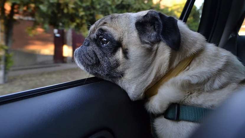 Co dělat, aby si váš pes užil léto: bezpečná jízda autem