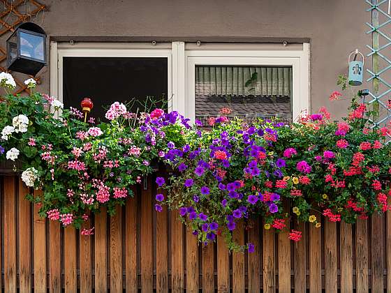 Záplava květů vám může zůstat i během září, balkonové rostliny si ale zaslouží důslednou péči (Zdroj: Depositphotos (https://cz.depositphotos.com))