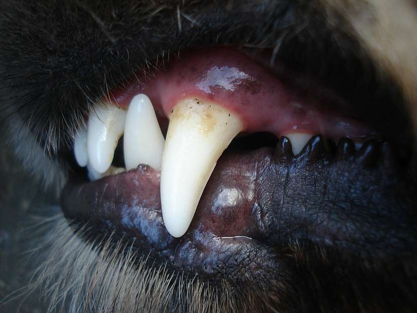 Špatný dech (halitosis) je častým problémem zvířat