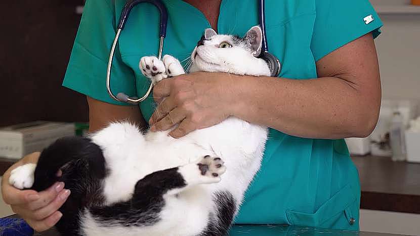 Zajistěte kočce pravidelnou veterinární péči
