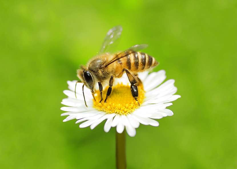 Jedna včela vyprodukuje za svůj život přibližně 9 gramů medu
