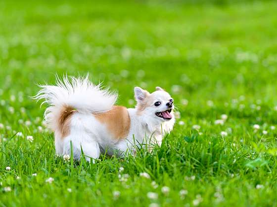 Nepříjemný zápach ze psí  tlamy je nutno řešit včas (Zdroj: Depositphotos (https://cz.depositphotos.com) 