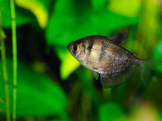 Tetra je pro začátečníky nejvhodnější rybka do akvária (Zdroj: Depositphotos)