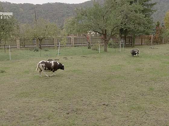 Chov ovcí, praktický i relaxační způsob života na venkově (Zdroj: Prima DOMA)
