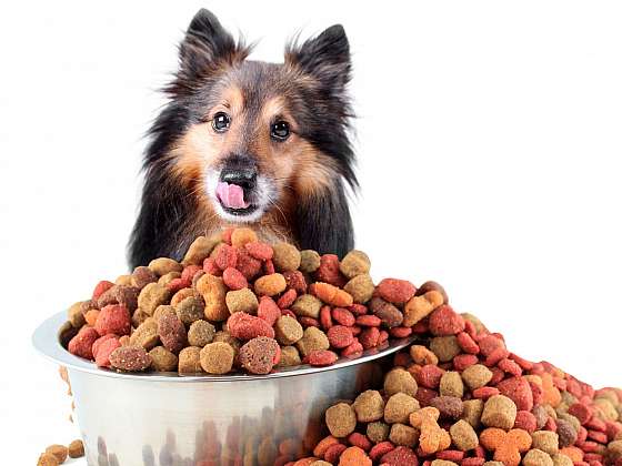Jak vybrat ty správné psí granule, aby našemu miláčkovi neublížily?(Zdroj: Depositphotos)