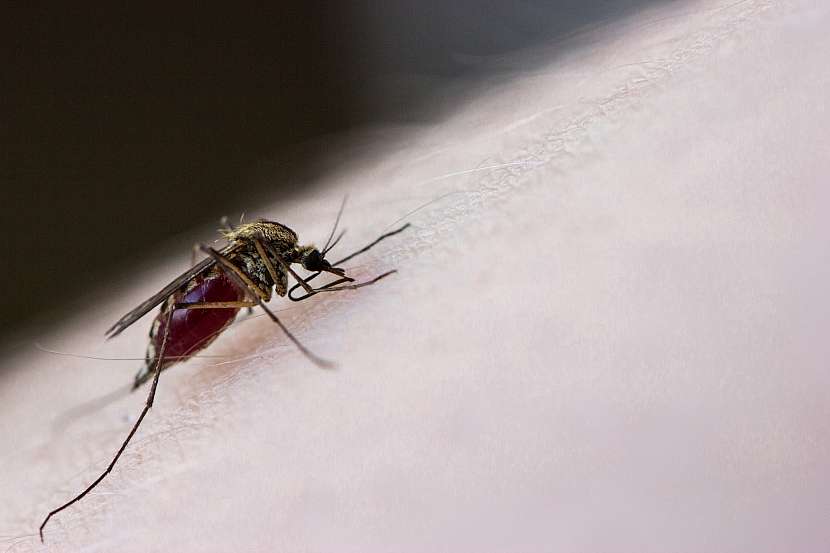 Komáři jsou nejen otravní, ale i přenašeči mnoha nebezpečných chorob