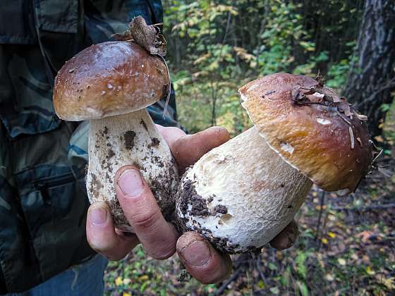 Jak u vás rostou houby? (Zdroj: Depositphotos (https://cz.depositphotos.com))