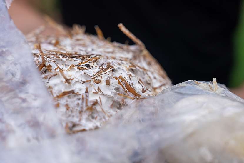 Tvorba mycelia značí, že násada se ujala