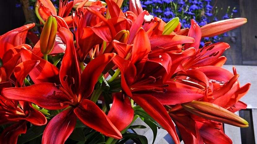 Užijte se květy lilií i doma bez bolesti hlavy a pylových skvrn: asijská lillie kultivar Monte Negro®