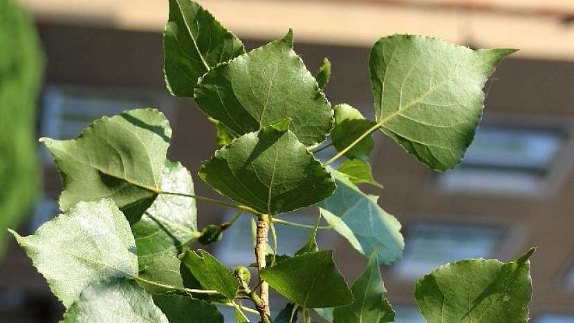 Léčivá síla pupenů stromů: topol černý (Populus nigra)