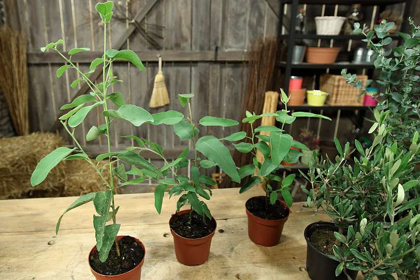 Eukalyptus a olivovník: Exoti, které spojuje dlouhověkost