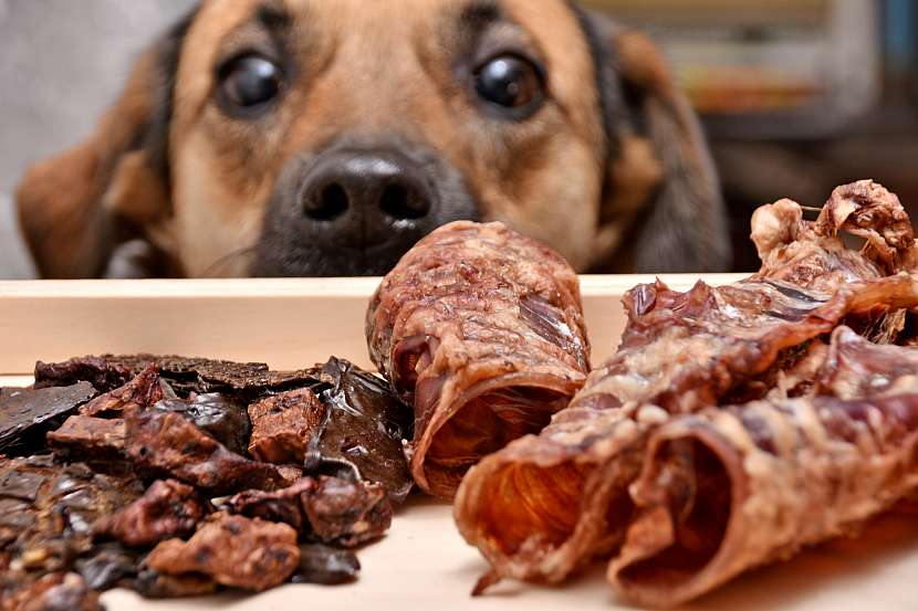 Sušené maso je pro psa vhodným pamlskem
