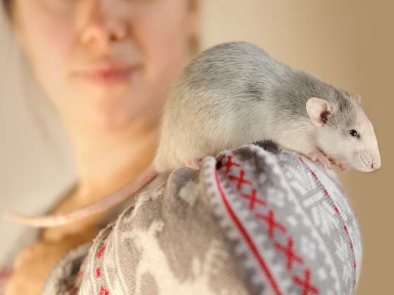 Cvičení se zvířaty může být v podobě potkaního agility, které utužuje vztah zvířete a jeho majitele (Zdroj: Depositphotos (https://cz.depositphotos.com))
