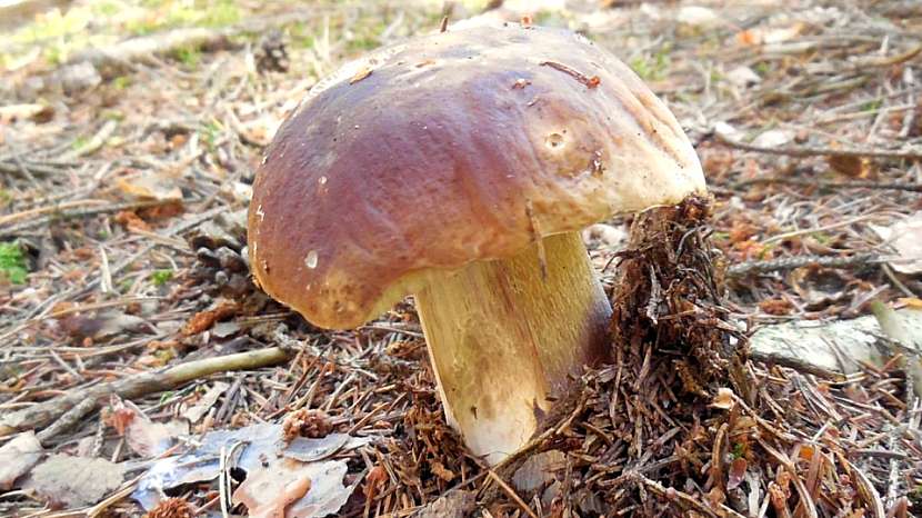 NEJ houby podzimu: hřib smrkový (Boletus edulis)