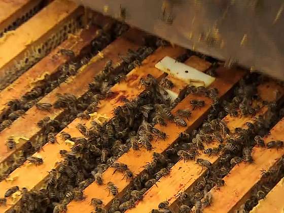 Zimní kontrola včelstev zahrnuje kontrolu včel i plástů (Zdroj: Prima Doma)
