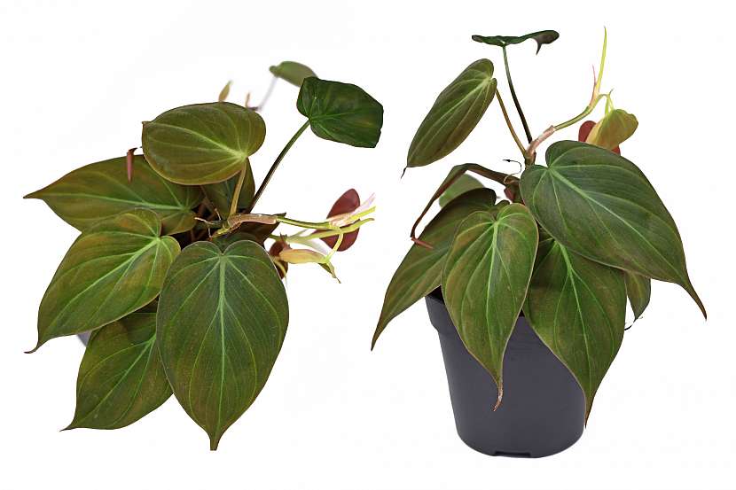 Rostliny s atraktivními listy, které patří do rodu Filodendron (Philodendron), jsou velmi oblíbené jako pokojové rostliny