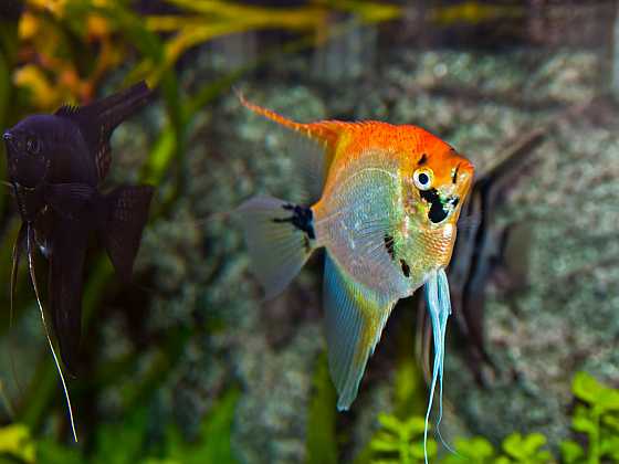 Duhová skalára je královnou mezi akvarijními rybkami (Zdroj: Depositphotos)