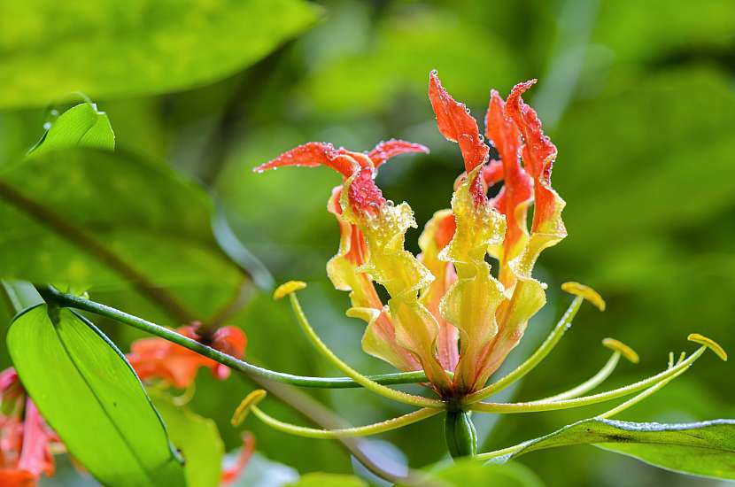 Gloriosa superba se vyznačuje nádhernými květy