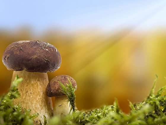 Jak snadno lze zaměnil jedlé houby za jedovaté (Zdroj: Depositphotos)