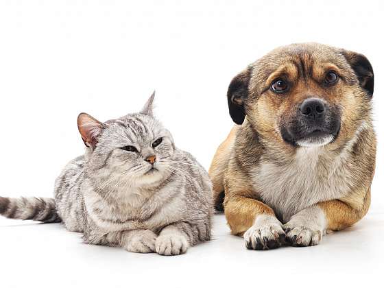 Pes a kočka si mohou způsobit nejrůznější úrazy i při hrách doma (Zdroj: Depositphotos)