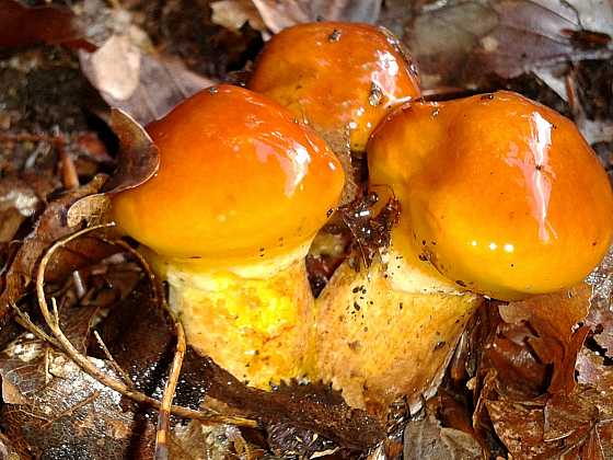 Mezi houbami podzimního lesa najdeme klouzky. Poznáte je? (Zdroj: Jaroslav Vanča)