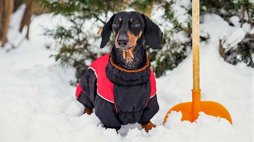 Krátkosrstým a malým a středním plemenům psů pořiďte na zimu obleček, který bude zakrývat záda a bedra