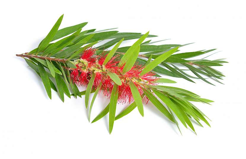 Tea tree olej se získává z australského kajeputu, kterému se také říká čajovníkový strom