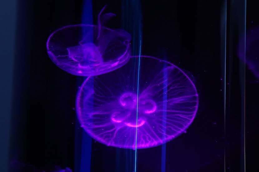 Medúzy: Kus mořského světa v akváriu