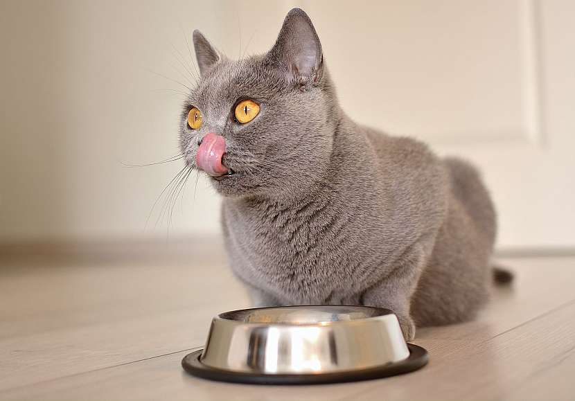 Vitaminy a minerální látky jsou pro správné fungování metabolismu koček nezbytné