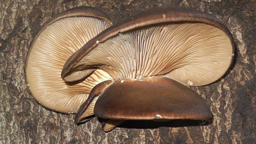 Adventní houby: hlíva ústřičná (Pleurotus ostreatus)