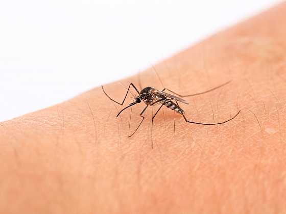 Nedejte komárům šanci (Zdroj: Depositphotos)