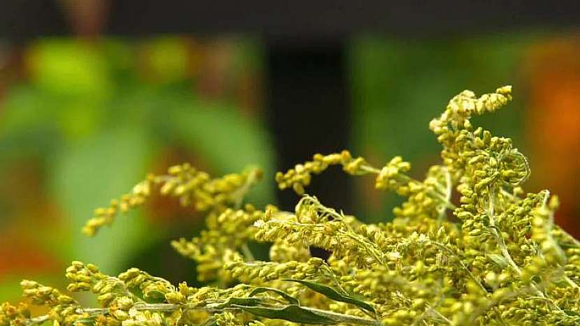Zlatobýl je jedinečná bylina, která působí na močové cesty i preventivně
