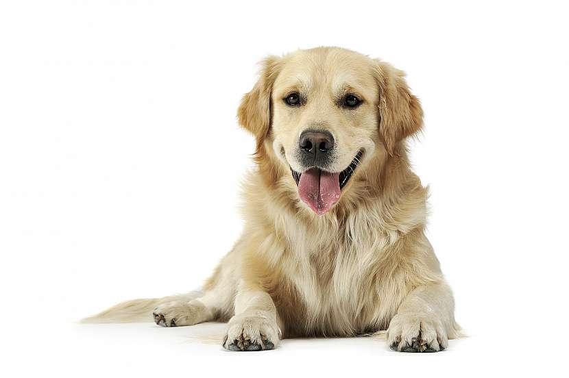 Psí jazyk je silný sval, kterým se pes ochlazuje při vedrech, protože se neumí potit