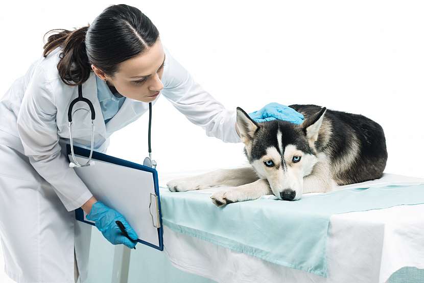 Veterinární lékař utěšující psa