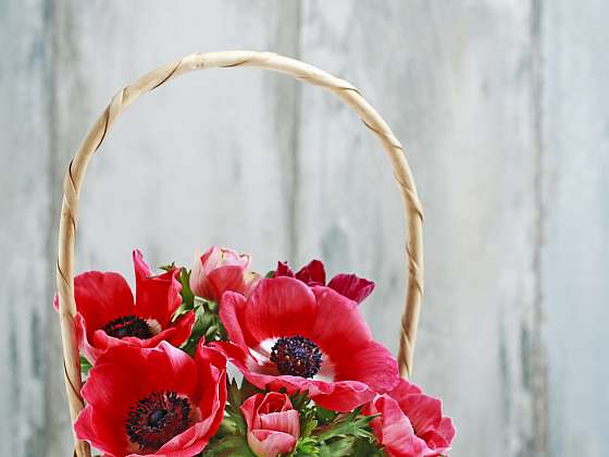 Anemone bude v jarní květinové dekoraci výrazným prvkem
