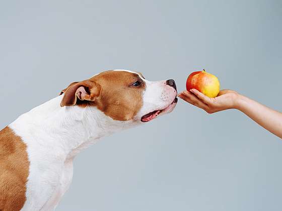 Které ovoce je vhodné pro psa? (Zdroj: Depositphotos (https://cz.depositphotos.com))