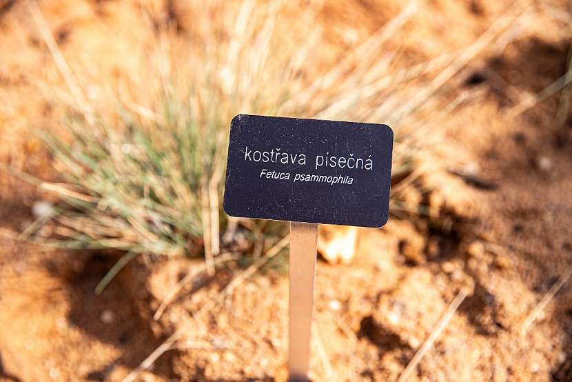 Kostřava roste v písčinách a písčitých lokalitách na okraji borových a dubových lesů
