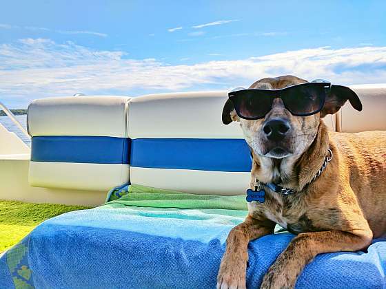 Pečovat o psa v letním horku musíte obzvlášť pečlivě Zdroj: Unsplash / Pučálka s.r.o.)