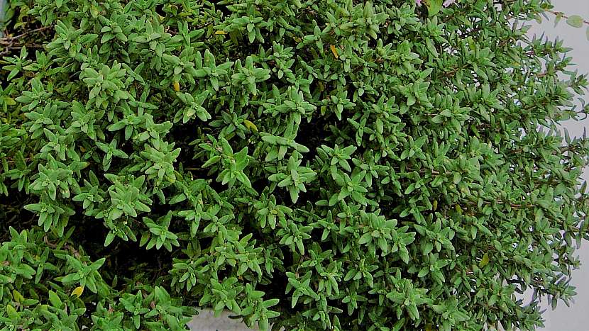 Tymián obecný (Thymus vulgaris)