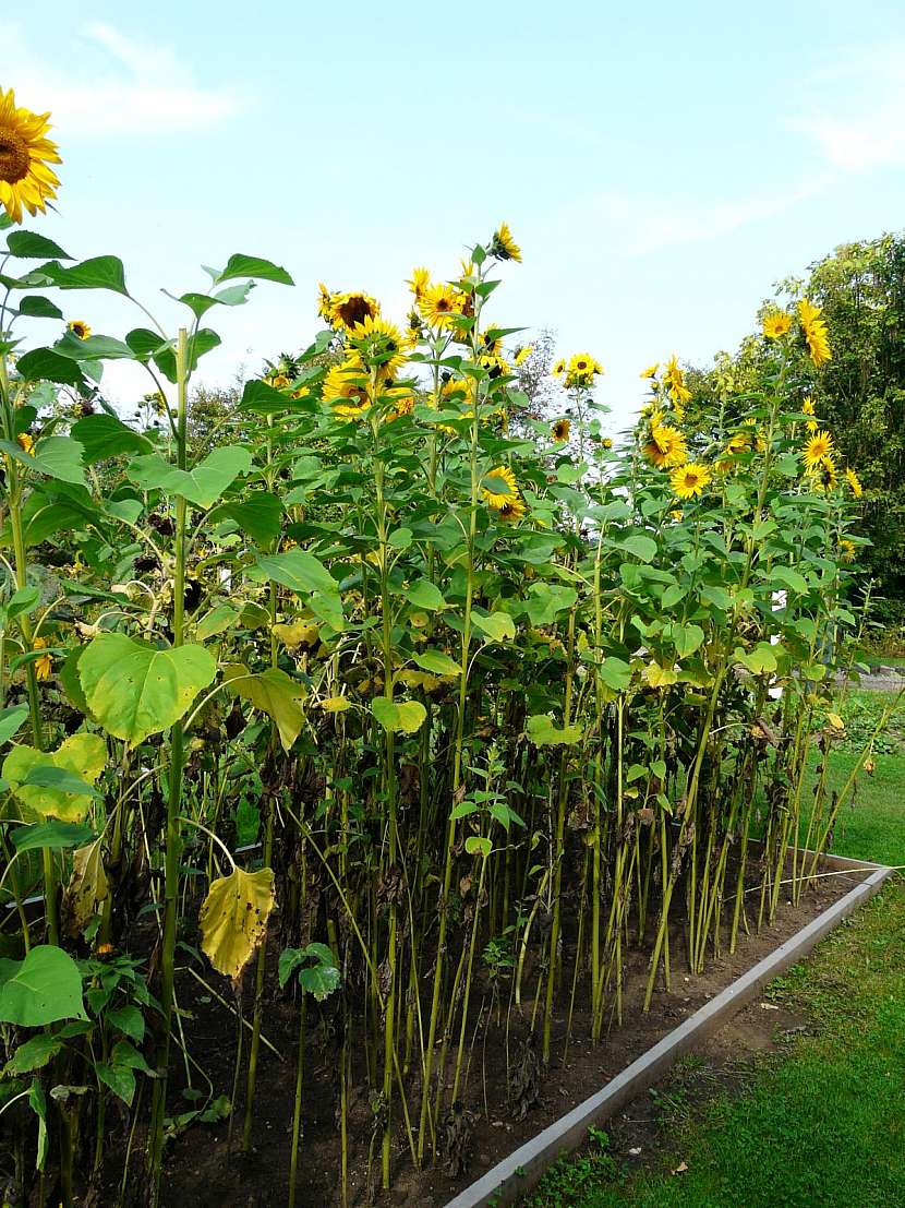 Slunečnice je stálicí v ptačím krmítku