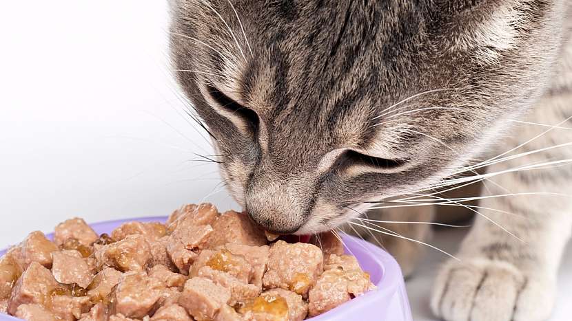 Kotě do 6 měsíců krmíme 6 x denně