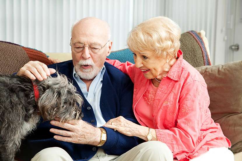 Stejně jako staří lidé, i staří psi trpí na problémy s klouby