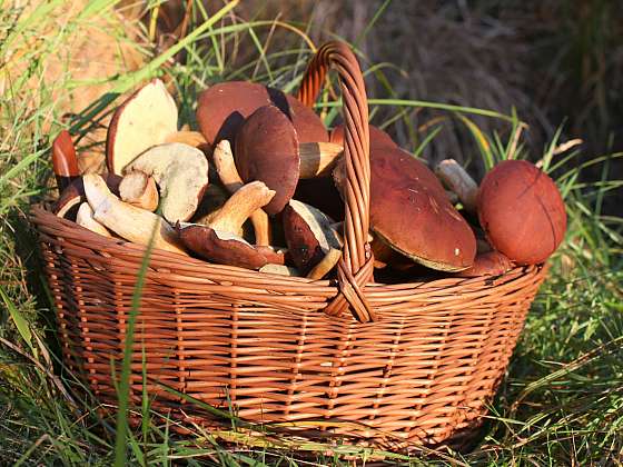 Košík s houbami bude základem pro houbové delikatesy (Zdroj: Depositphotos)