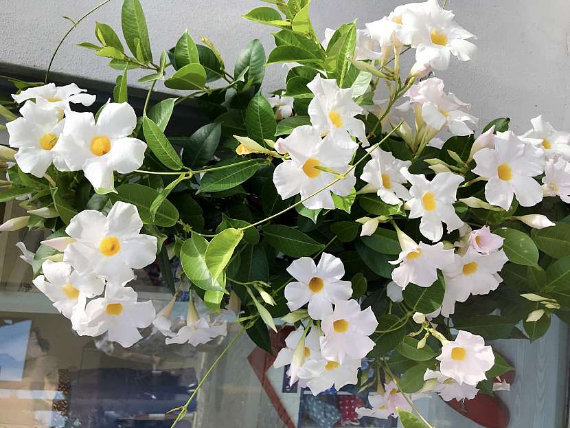 Sněhově bílé květy mandevilly